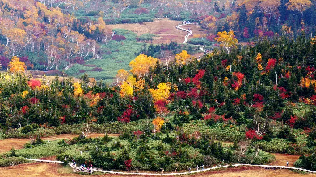 Tsugaike Nature Park 栂池自然園